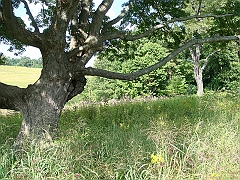 075 Longwood Gardens [2008 August 23]